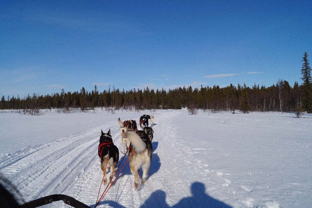 Arctic Dog Sledding Tour 1