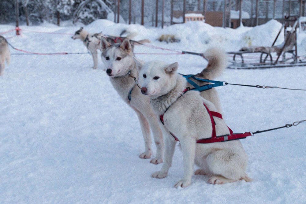 Arctic Dog Sledding Tour 5